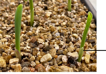 <p>*What is being depicted here in this 1 week old corn seedling?</p>