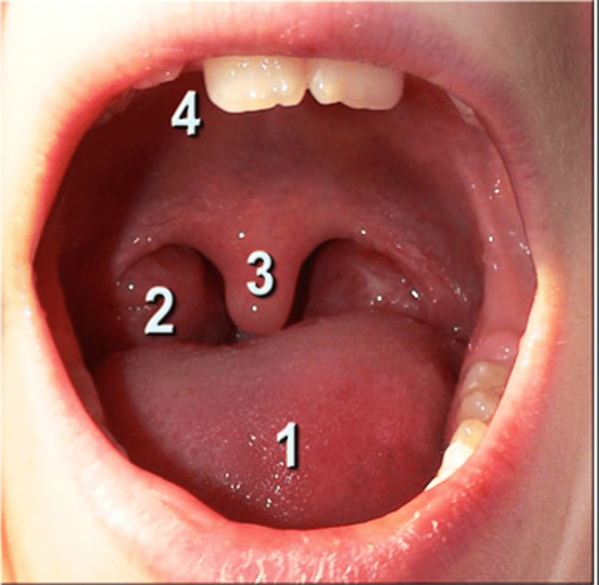 <p>What is the structure labeled #3?</p>