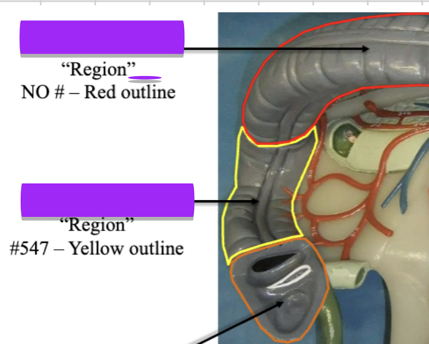 <p>Label region (yellow)</p>