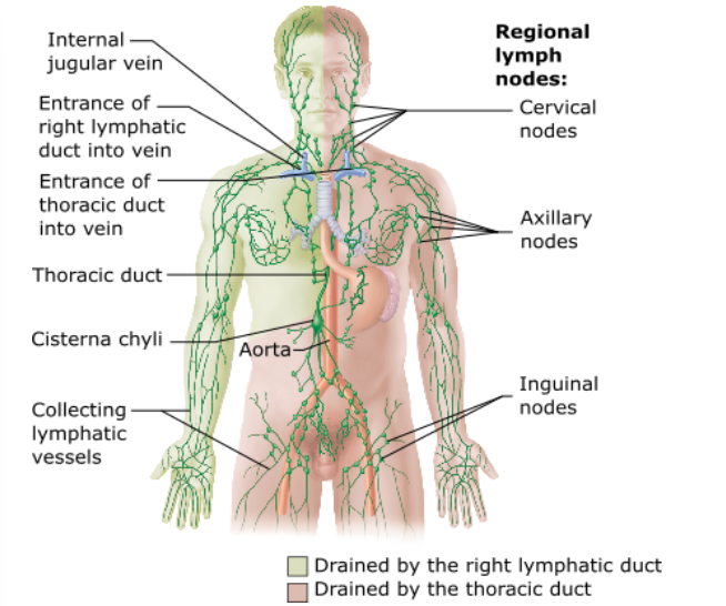 <p>What is the name of the enlarged sac to which the lumbar trunks and the intestinal trunk return lymph?</p>