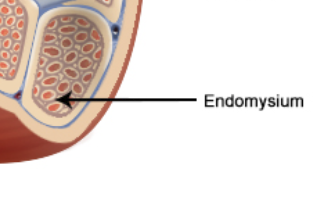 <p>Endomysium</p>