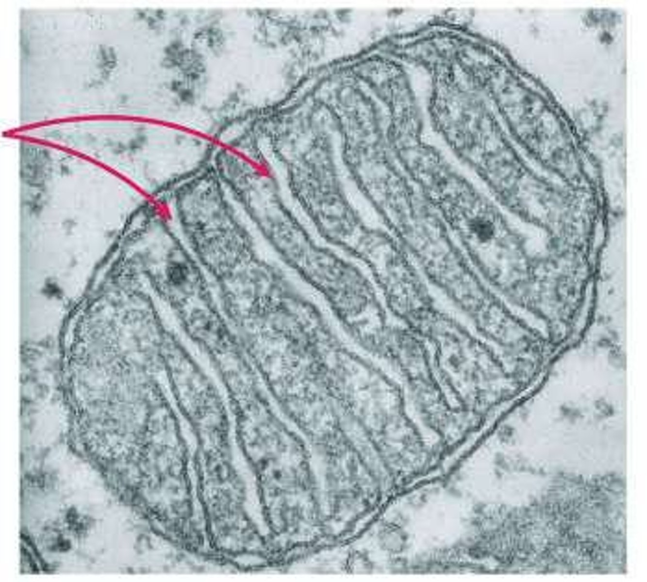 <p>DNA is an antiparallel double helix, in which two complementary strands with opposite directionalities (positioning of 5' ends and 3' ends) twist around each other.</p>