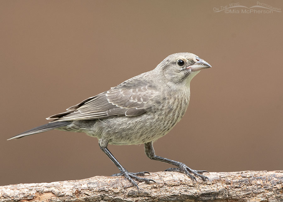 <p><em>Brown-headed</em> Cowbird</p><p>(<span data-name="female" data-type="emoji">♀</span> pictured here) </p>