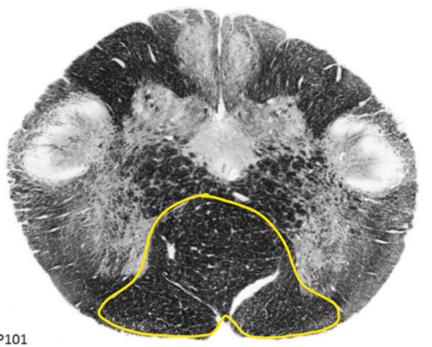 <p>ID the structure</p>
