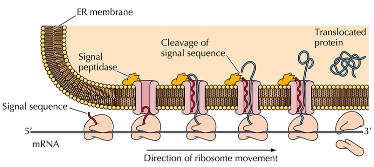 <p>20 amino acids at amino terminal that targets secreted proteins to the endoplasmic reticulum.</p><p>This sequence is hydrophobic and assists the protein through the membrane.</p>