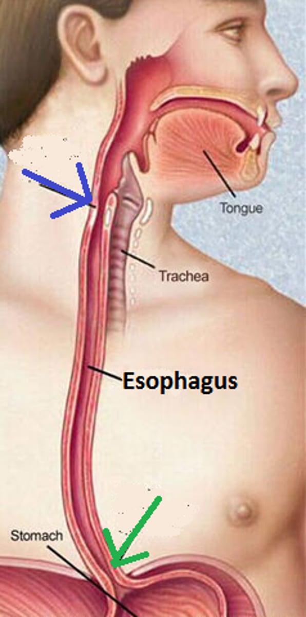 <p>ring of muscle at superior end of esophagus - relaxes to allow food to enter esophagus</p>