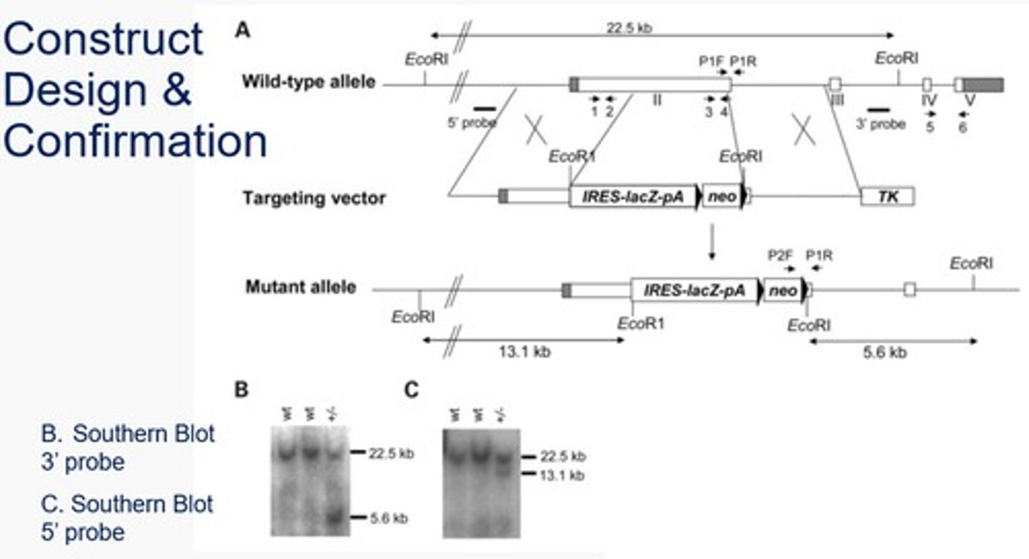 <p>Wildtype = 2 fragments produced - one contains both probe sites and the other has none >> one band produced when using either probe</p><p>Mutants = 4 fragments produced - one contains both probe sites, one contains the 5' probe site, one contains the 3' probe site, one has none >> two bands produced using each probe (larger band is from the wild type allele, the smaller band is from the mutant allele)</p>