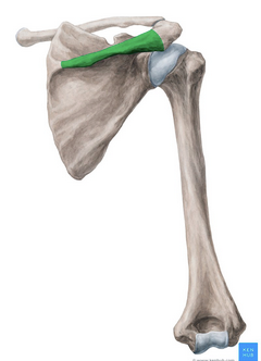 <p>What is the green portion called?</p>