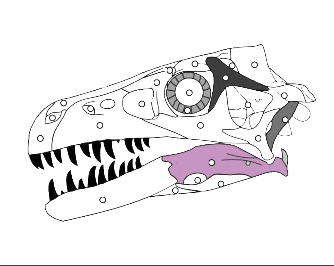 <p>What part of the dinosaur skull is this?</p>