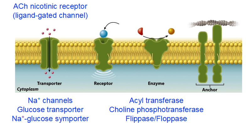 <ul><li><p>Transporters</p><ul><li><p>ACh nicotinic receptor (ligand-gated channel)</p></li><li><p>Na<sup>+</sup> channels (ion channel)</p></li><li><p>Glucose Transporter (facilitated diffusion)</p></li><li><p>Na<sup>+</sup> -glucose symporter (secondary active transport)</p></li></ul></li><li><p>Enzymes</p><ul><li><p>Acyl transferase</p></li><li><p>Phosphatase</p></li><li><p>Choline phosphotransferase</p></li><li><p>Flippase</p></li><li><p>Floppase</p></li></ul></li></ul><p></p>