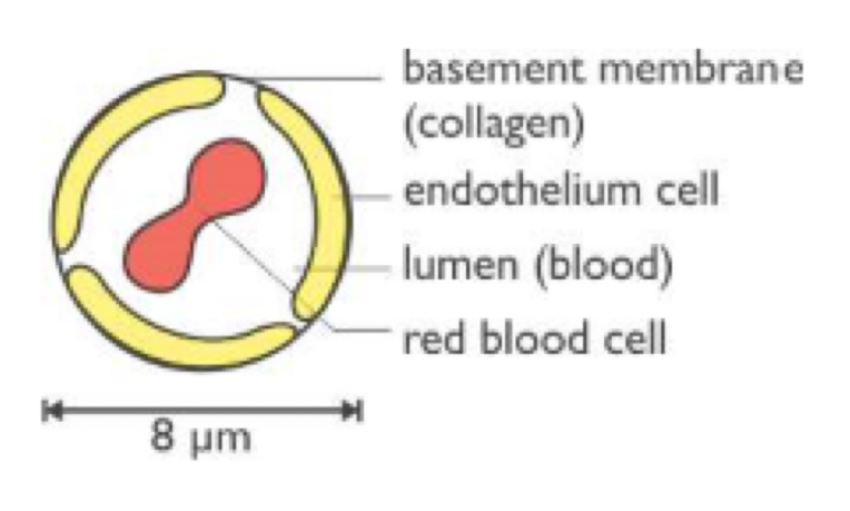 <p><strong><u>Function:</u></strong></p><ul><li><p>allows exchange of materials between the blood &amp; the tissues</p></li></ul><p><strong><u>Structure:</u></strong></p><ul><li><p>very thin &amp; permeable walls → one endothelium cell with fenestrations (gaps)</p></li><li><p>small lumen → blood cells must distort to pass through</p></li><li><p>no valves</p></li><li><p>blood pressure falls &amp; changes from oxygenated to deoxygenated (except in pulmonary circulation)</p></li></ul><p></p>
