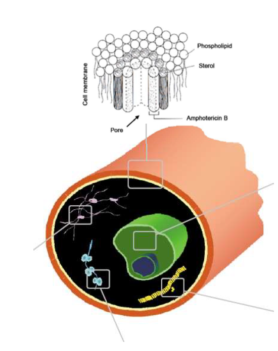 - Amphotericin B & Nystatin
- isolated from Streptomyces
- bind to ergosterol (membrane sterol essential for the stability of fungal cell membranes) and forms a pore that disrupts membrane integrity
- leads to oxidative damage
- nephrotoxic
- polyenes have a high affinity for ergosterol but not for cholesterol