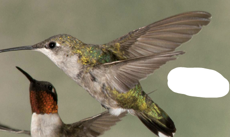 <p>What Bird is this? and gender</p>
