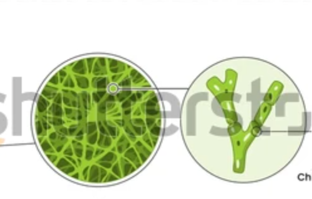<p>Branching filaments that make up the mycelium of a fungus.</p>