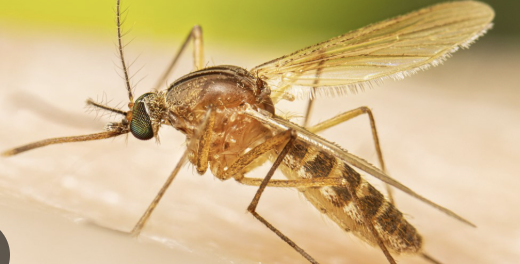 <p>What mosquito is this?</p>