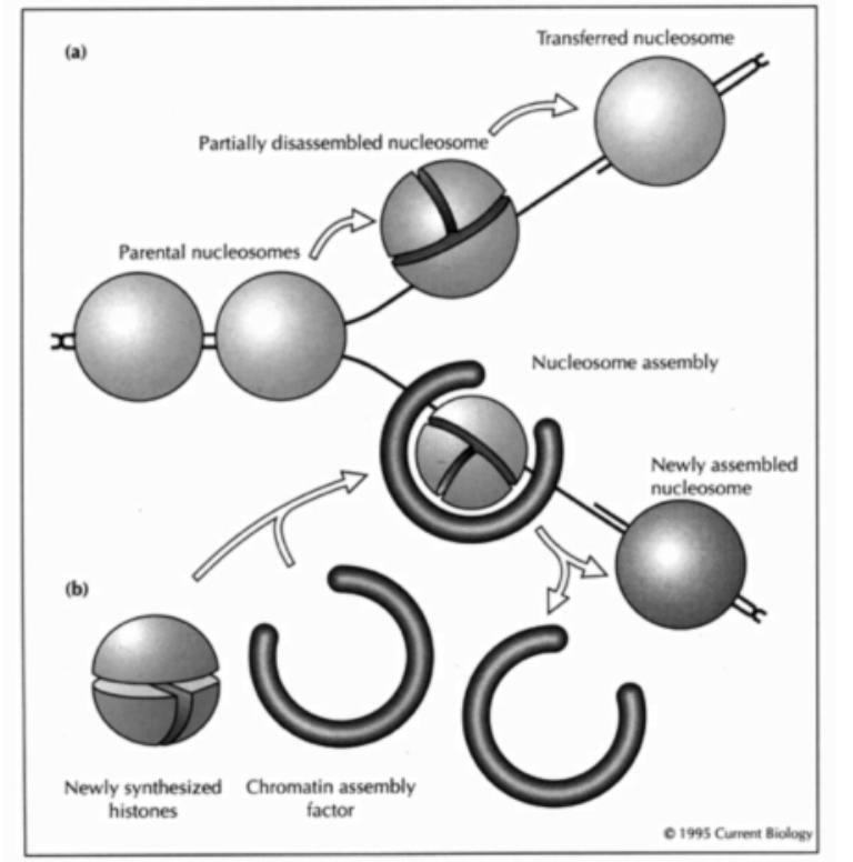 <ol><li><p>in front of advancing replication form, chromatin partially diassembles</p></li><li><p>parental ucleosoms are transfered past the replication fork machinery</p></li><li><p>their histones are<strong> recycled</strong></p></li><li><p><strong>new histones</strong>&nbsp;are synthesised during S phase of the cell cycle</p></li><li><p>assembled into<strong> nucleosomes</strong>&nbsp;on replicated DNA by assembly factors</p></li></ol><p></p>