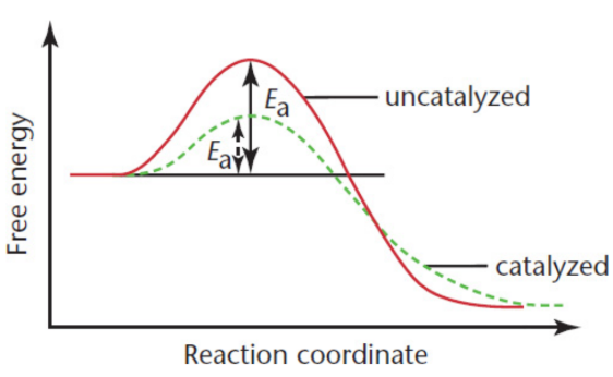 <p>substances that increase reaction rate without themselves being consumed in the reaction; return to their original chemical state upon formation of the products; ONLY decreases activation energy</p><p>may increase the frequency of collisions between the reactants; change the relative orientation of the reactants, making a higher percentage of the collisions effective; donate electron density to the reactants; or reduce intramolecular bonding within reactant molecules</p>