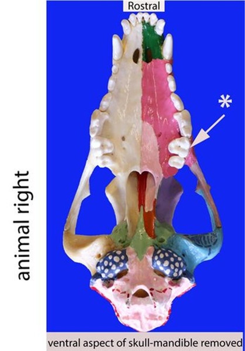 <p>Identify the general type of tooth the arrow is pointing to</p>