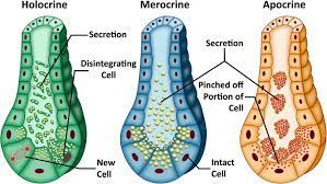 <p>A type of exocrine secretion where products are released via exocytosis without loss of cell integrity, such as in sweat and salivary glands. </p>
