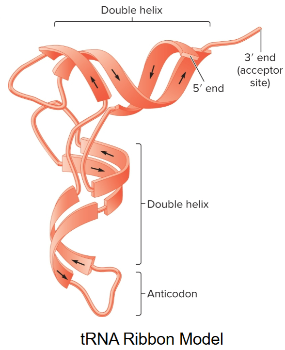 <ul><li><p>usually single-stranded, can form short double-stranded regions</p></li><li><p>double-stranded secondary structure forms due to complementary base-pairing (A/U and C/G)</p></li><li><p>double helices are<strong> right-handed</strong> and have <strong>11-12 base pairs </strong>per turn</p></li></ul><p></p>