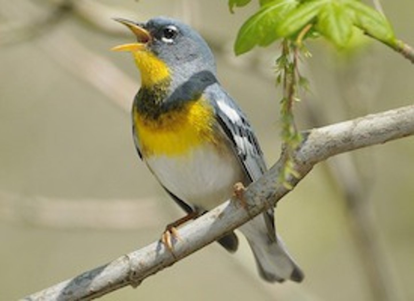 <p>Passeriformes Parulidae</p>