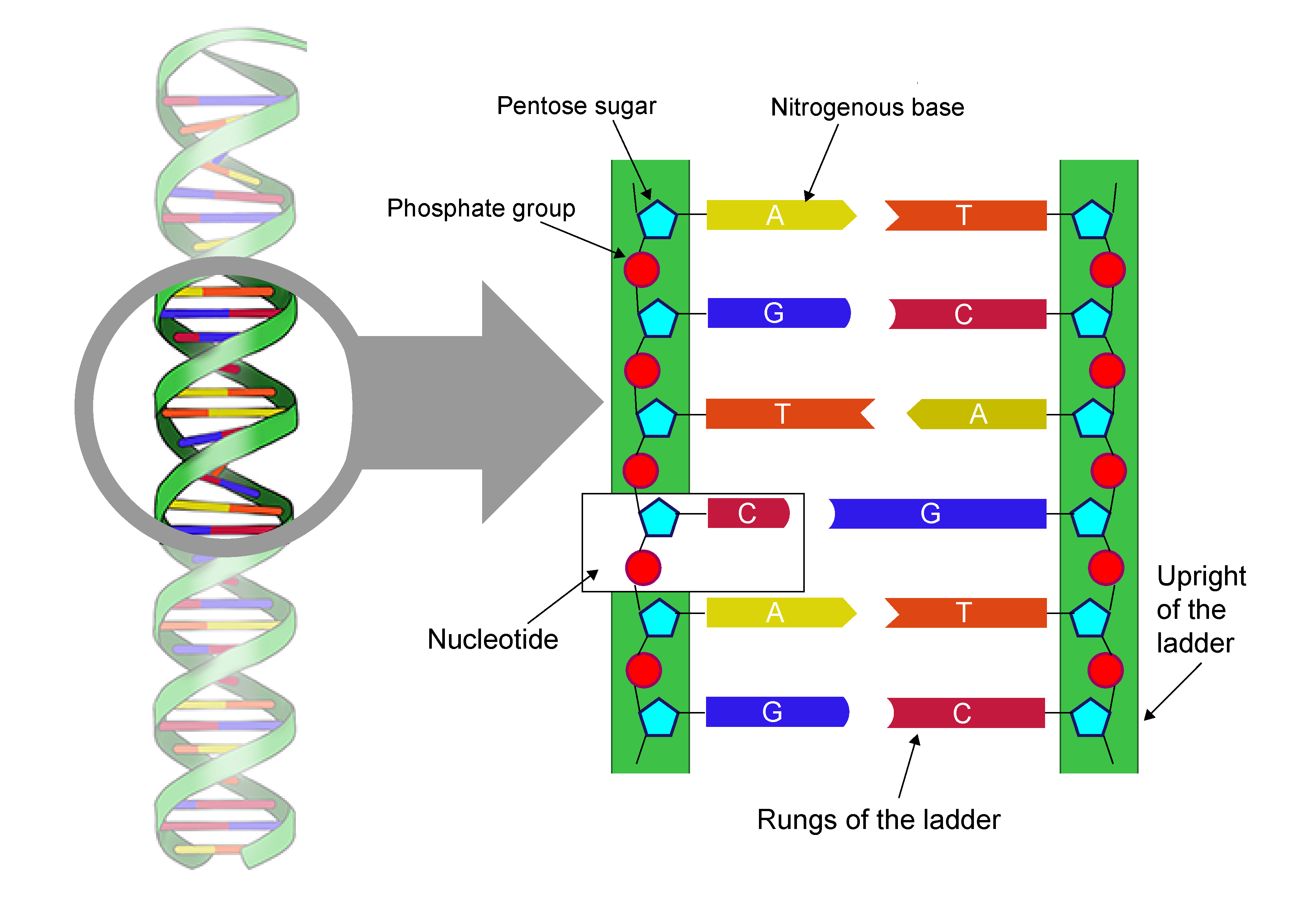<p>DNA ladder</p>