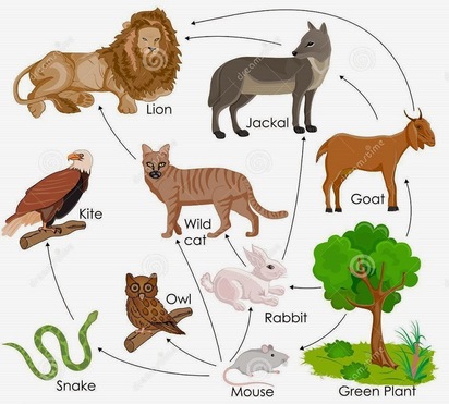 <p><span>A network of interconnected food chains</span></p>
