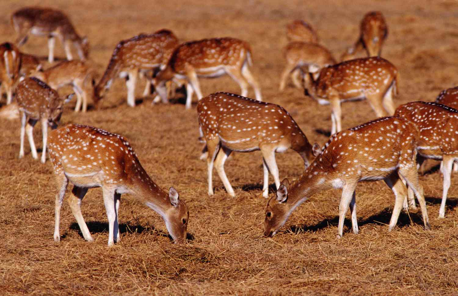 <p>a group of organisms of the same <strong><span style="color: yellow">species</span></strong>, who live in the same area at the same time.</p>