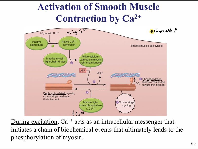 <ul><li><p>cross-bridge cycling is controlled by a Ca2+ regulated enzyme that phosphorylates myosin—&gt; myosin binds to actin when phosp. (contract)</p><ul><li><p>enzyme is myosin light chain kinase (MLCK) </p></li><li><p>myosin detaches from actin when dephos(relaxed) </p><ul><li><p>enzyme is myosin light-chain phosphatase (MLCP)</p></li></ul></li></ul></li></ul><p></p>