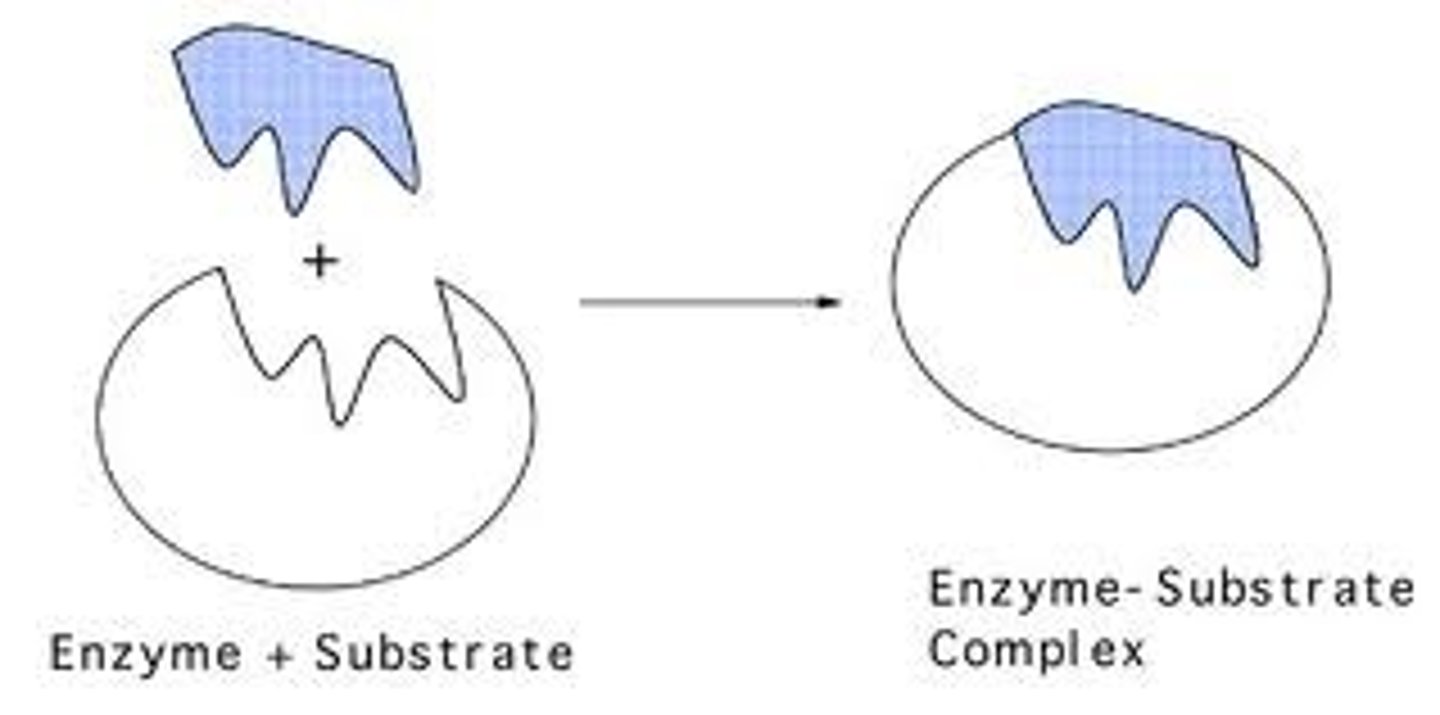 <p>A non-covalent complex composed of a substrate bound to the active site of the enzyme</p>