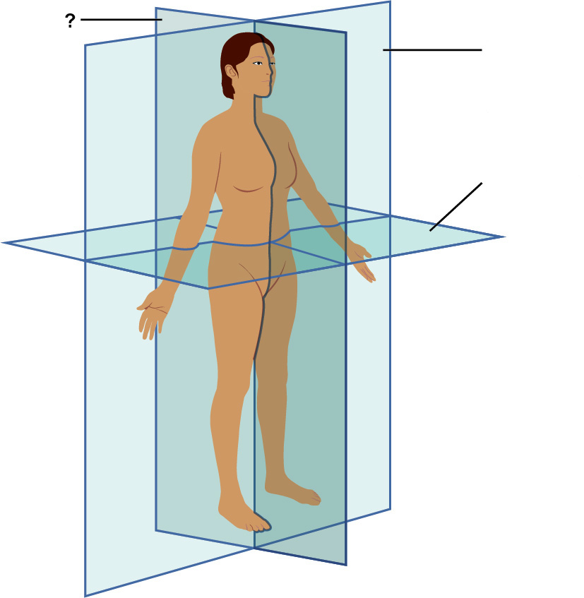 <p>Identify the body plane</p>