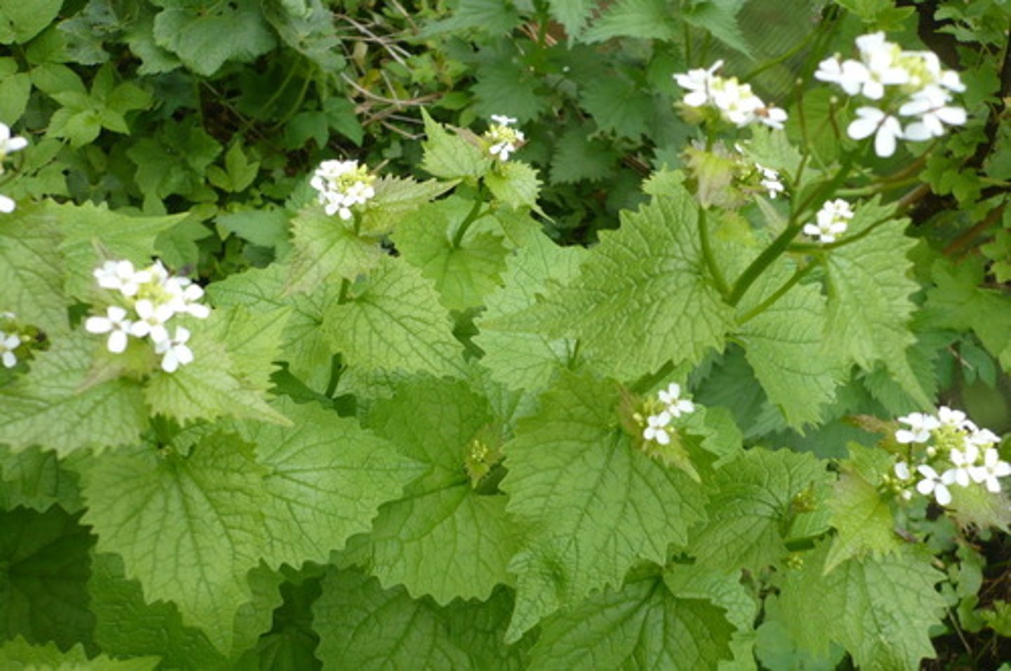 <p>Look-zonder-look</p>