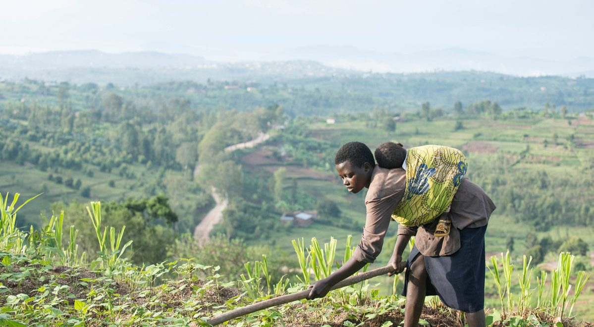 <p>Poor farmers who actually need drought resistant crops cannot afford to buy the GM seeds.</p>