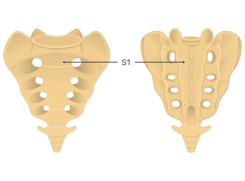 <p>Rough posterior, smooth anterior</p><p></p>