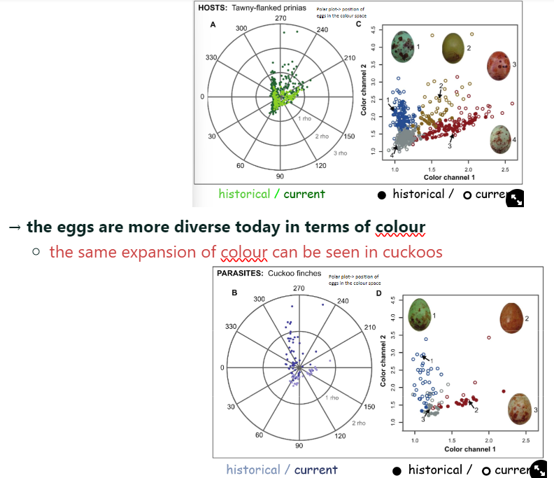 <ul><li><p>m→ looking at how the egg colour patterns have changed over time</p></li><li><p><span>r→ the eggs today are occupying a larger colour space</span></p><ul><li><p>can see the same in both hosts and cuckoos</p></li></ul><p><strong>→ over 30 years, there has been big changes in egg colour and patterns in both the host and the parasite</strong></p></li></ul>
