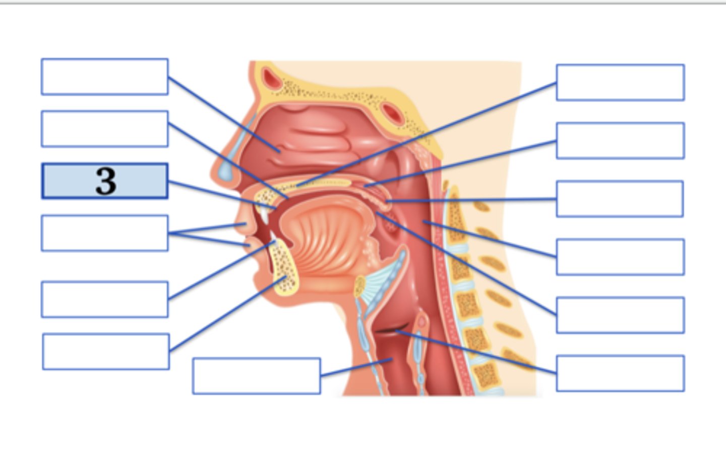 <p>alveolar ridge;</p><p>voiced alveolar plosive</p>