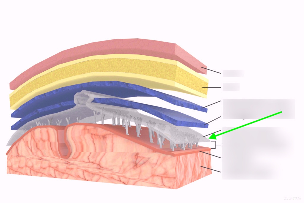 <p>what layer is this?</p>