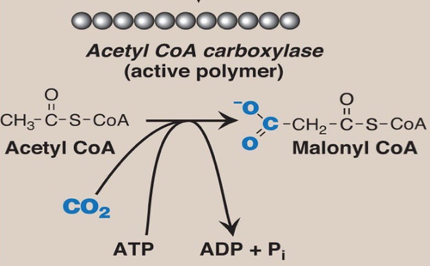 <p>Acetyl-CoA + ATP + HCO3- → Malonyl CoA + ADP + Pi</p>