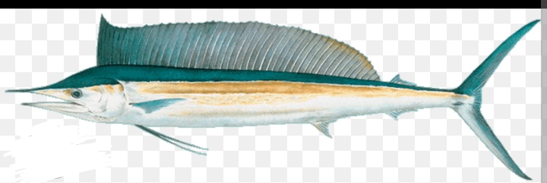 <p>Istiophoridae family</p><p class="has-focus">diet consists mainly of small to medium-sized fishes and squids</p><p class="has-focus">slender, elongated body that is dark blue on top and silvery-white on the bottom, with a very short bill. It features a high, triangular first dorsal fin and is covered in small, triangular scales.</p>