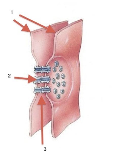 <p>like plasmodesmata in plant cells in that they are channels between adjacent cells that allow for transporting ions, nutrients, and other substances that enable cells to communicate; connexins in PM arrange themselves in an elongated donut-like configuration - a connexon.</p>