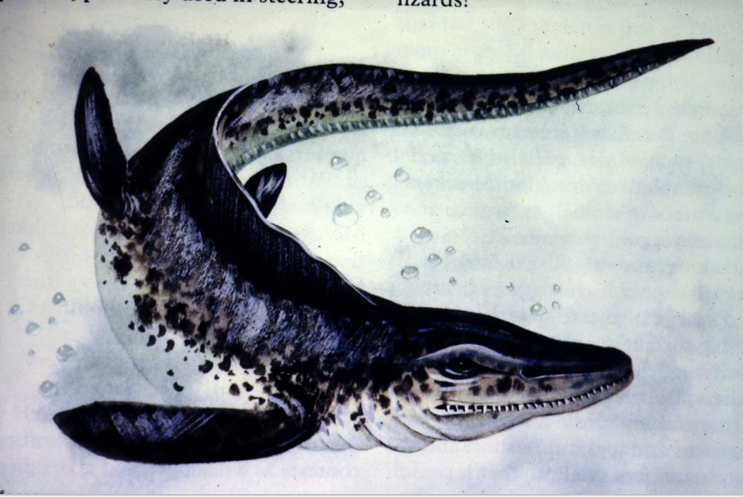 <p>Locomotor adaptation</p>