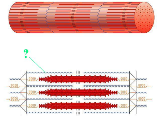 <p><span>The indicated region of the sarcomere is composed of what protein?</span></p>
