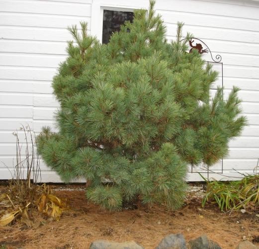 <p>Pinus strobus</p>