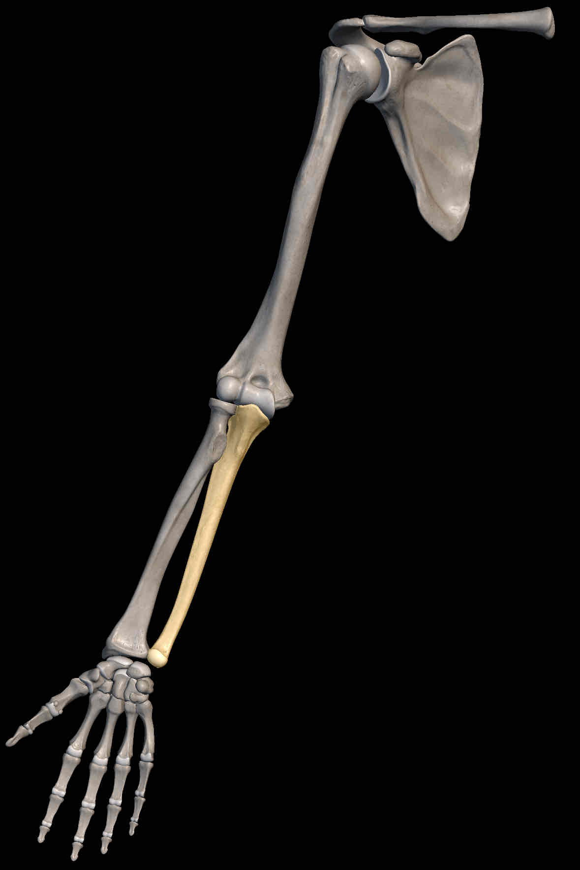 <p>Name the bone </p>