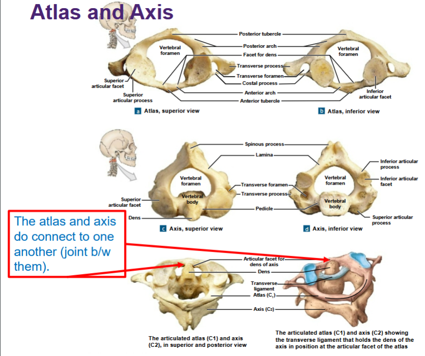 <p>Atlas and Axis</p>