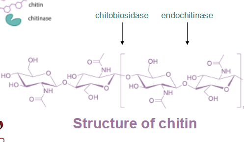 <p>enzyme target for antifungals: chitin → chitobiosidase, endochitinase</p>