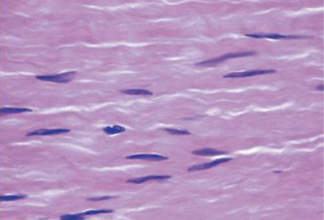 <p>A- identify</p><p>B- Histological features</p>