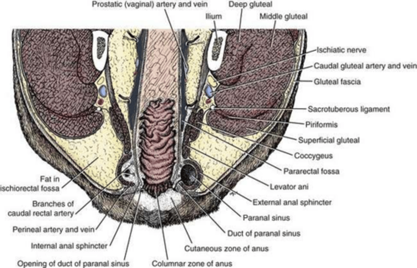 <p>The continuation of the inner circular layer of the tunica muscularis into the anal canal.</p>