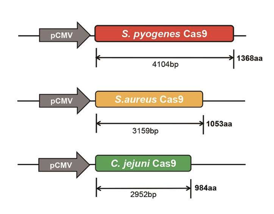 S. aureus encodes one of the smallest Cas9 proteins  

In order for CRISPR-Cas9 complex to reach the target DNA, it has to be delivered via plasmids or viruses  

S. aureus Cas9 is one of the most commonly used Cas proteins for gene editing  

It is 1,053 amino acids, so it can just fit inside the adeno-associated viruses AAV, commonly used to deliver CRISPR-Cas 