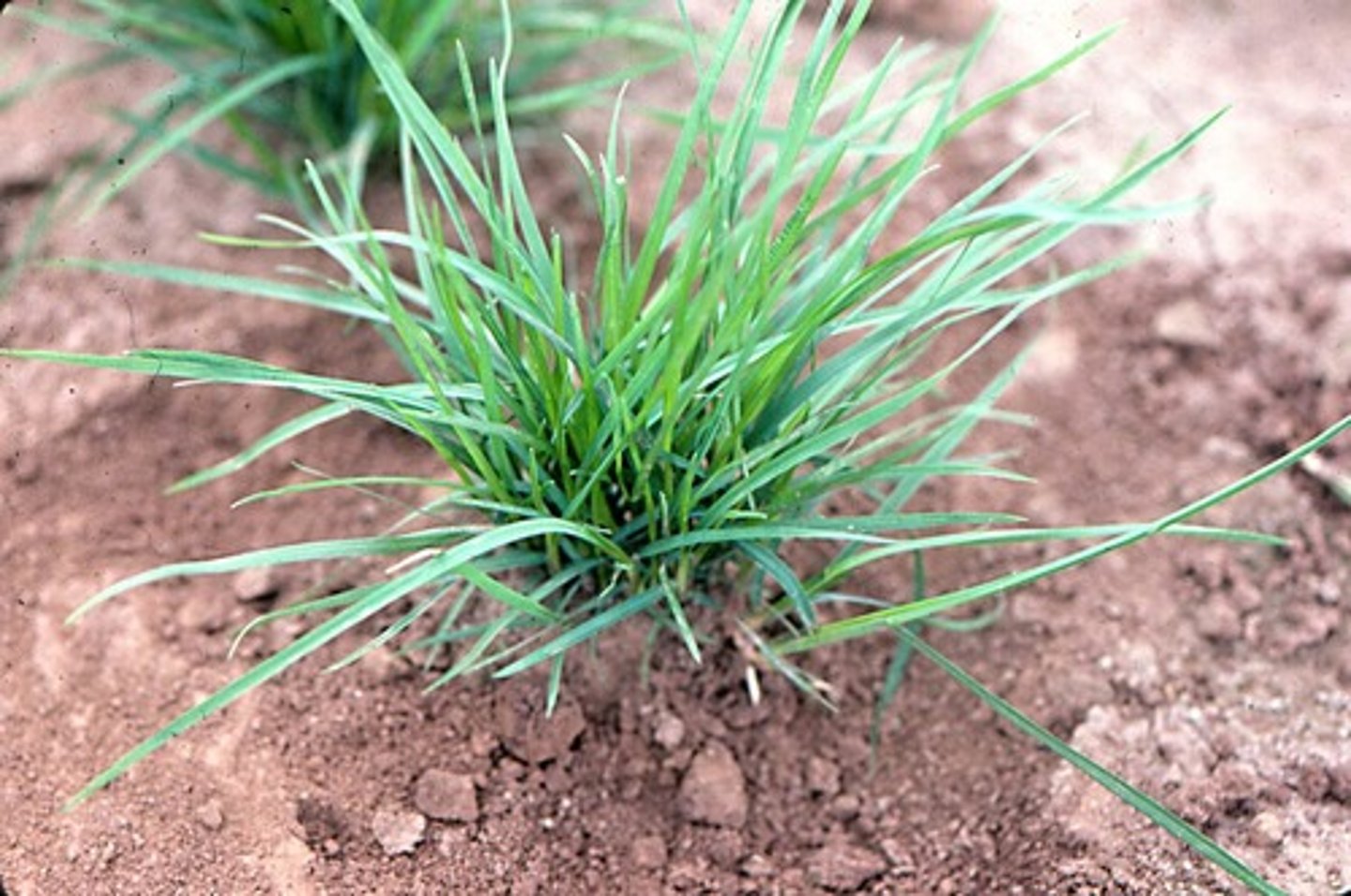 <p>Rhizomes (under), Folded Vernation, Short and Membranous Ligule, Boat-shaped tip, Cool Season</p>